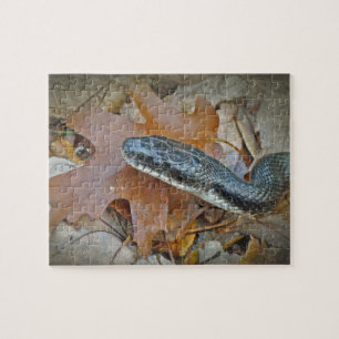 Black Rat Snake - Elaphe obsoleta obsoleta Puzzle