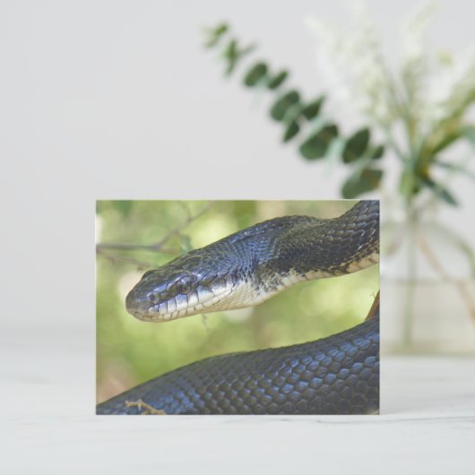 Black Rat Snake Postcard. Postkarte (Stehend Vorderseite)