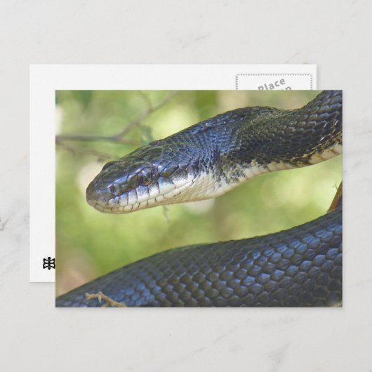 Black Rat Snake Postcard. Postkarte (Vorne/Hinten)