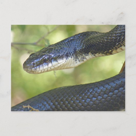 Black Rat Snake Postcard. Postkarte (Vorderseite)