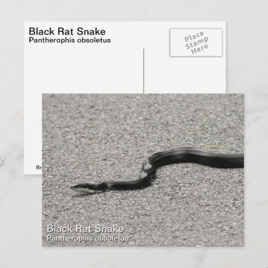 Black Rat Snake Postkarte (Vorne/Hinten)