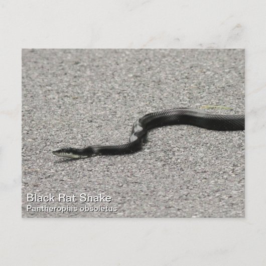 Black Rat Snake Postkarte (Vorderseite)