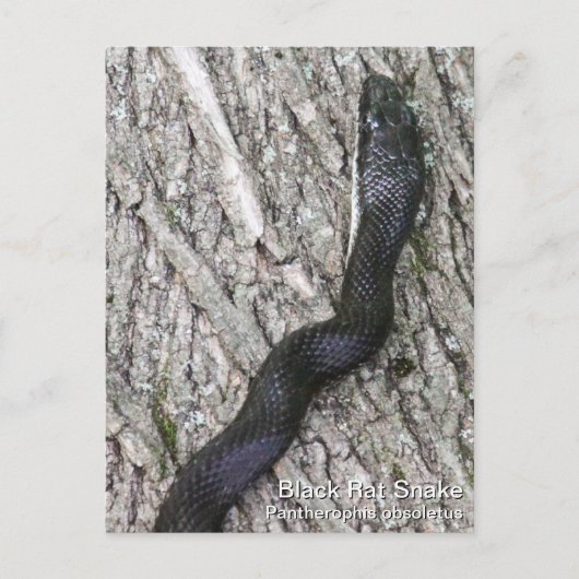 Black Rat Snake Postkarte (Vorderseite)