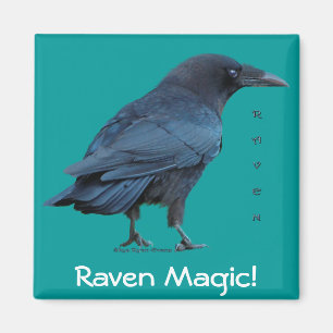 Black Raven Collection III Magnet