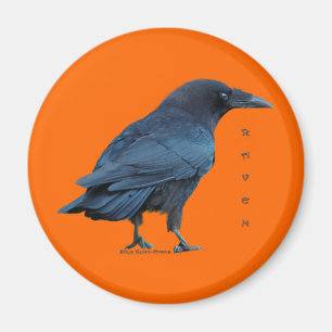 Black Raven Collection III Magnet