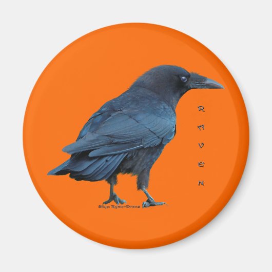 Black Raven Collection III Magnet (Vorne)