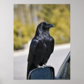 Black Raven - Fine Art Print Poster (Vorne)