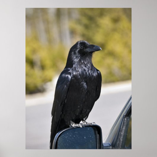 Black Raven - Fine Art Print Poster (Vorne)