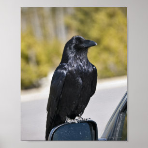 Black Raven - Fine Art Print Poster