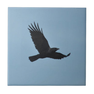 Black Raven Flying in Blue Sky Foto Fliese