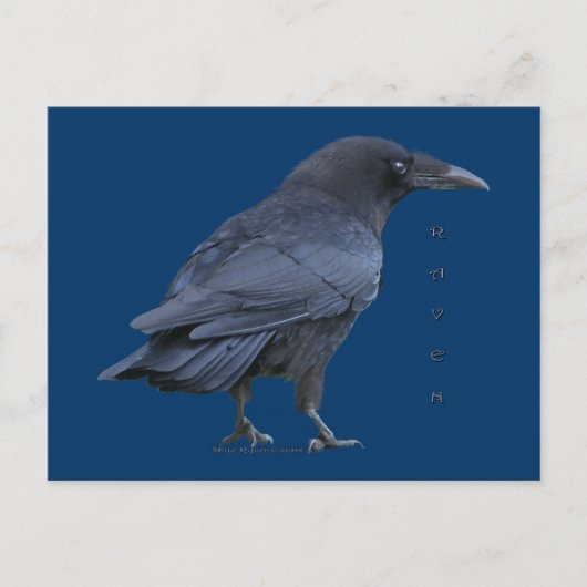 Black Raven III Postcard Serie Postkarte (Vorderseite)
