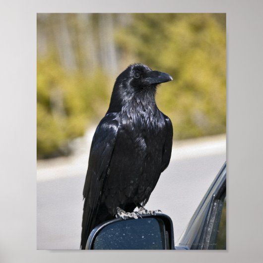 Black Raven - Kunstdruck Poster (Vorne)