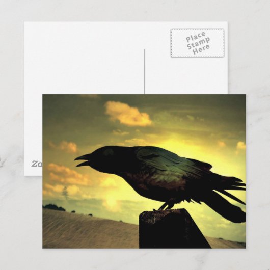 Black Raven Postkarte (Vorne/Hinten)