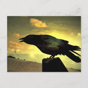 Black Raven Postkarte