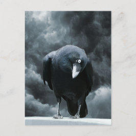 Black Raven Postkarte