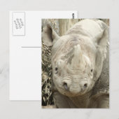 Black Rhinoceros Postcard Postkarte (Vorne/Hinten)