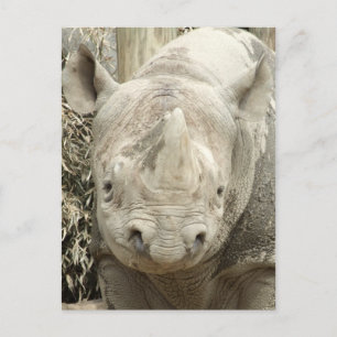 Black Rhinoceros Postcard Postkarte