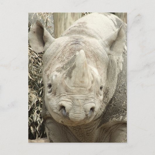 Black Rhinoceros Postcard Postkarte (Vorderseite)