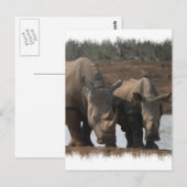 Black Rhinos Postcard Postkarte (Vorne/Hinten)