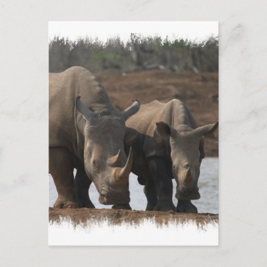 Black Rhinos Postcard Postkarte (Vorderseite)