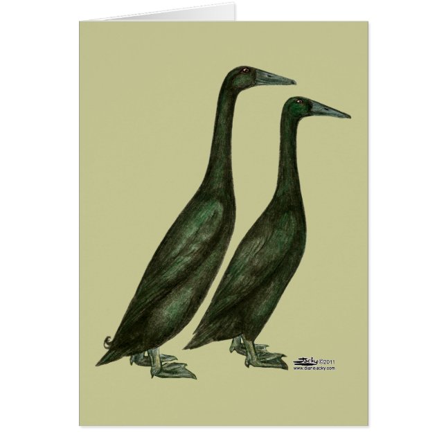 Black Runner Ducks (Vorne)