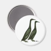 Black Runner Ducks Magnet (Vorderseite/Rückseite)