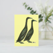 Black Runner Ducks Postkarte (Stehend Vorderseite)