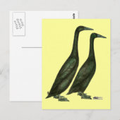Black Runner Ducks Postkarte (Vorne/Hinten)