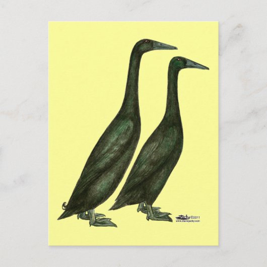 Black Runner Ducks Postkarte (Vorderseite)