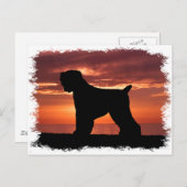 Black Russian Terrier Postkarte (Vorne/Hinten)