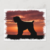 Black Russian Terrier