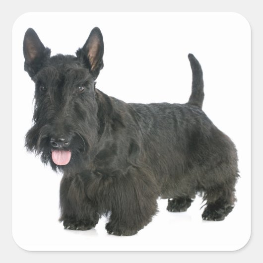 Black Scottish Terrier Puppy Doppy Sticker / Siege (Vorderseite)