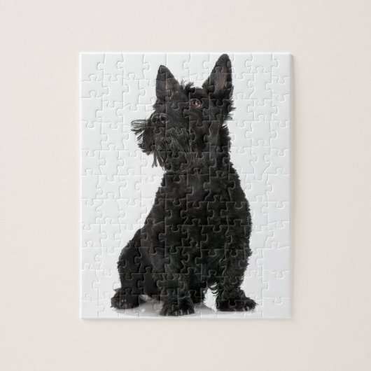 Black Scottish Terrier Puzzle (Vertikal)