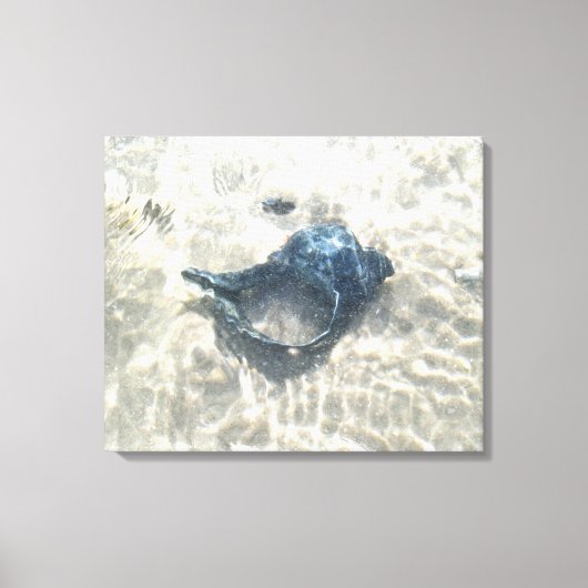Black Seashell Leinwanddruck (Vorderseite)
