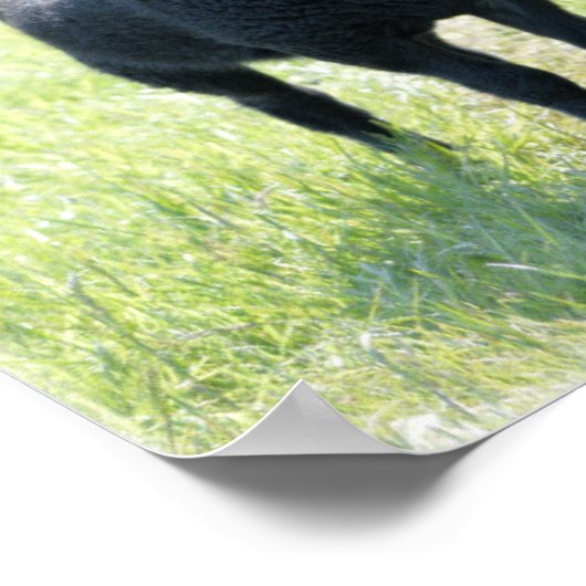 Black Sheep Poster (Ecke)