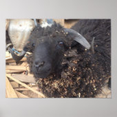 Black Sheep Poster (Vorne)