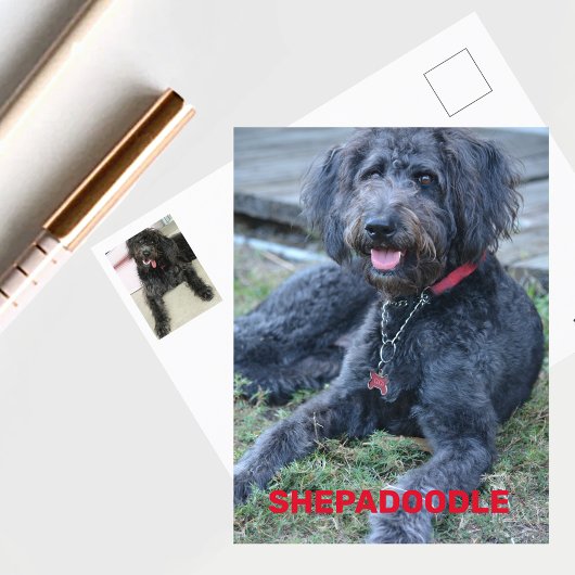 Black Shepadoodle Hund fotografisch Postkarte