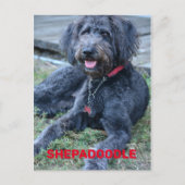 Black Shepadoodle Hund fotografisch Postkarte (Vorderseite)