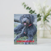Black Shepadoodle Hund fotografisch Postkarte (Stehend Vorderseite)