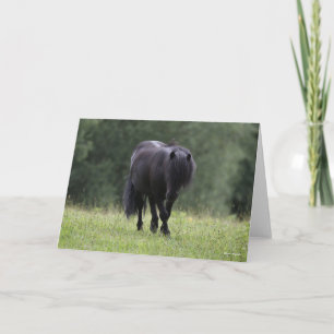 Black Shetland Pony Stallion Wandern Karte