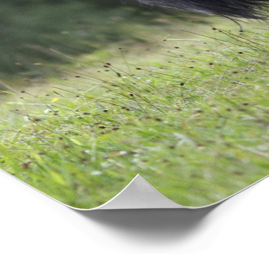 Black Shetland Pony Stallion Wandern Poster (Ecke)