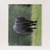 Black Shetland Pony Stallion Wandern Puzzle (Vertikal)