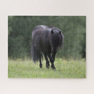 Black Shetland Pony Stallion Wandern Puzzle