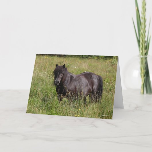 Black Shetland Stallion Standing In Grass Karte (Vorderseite)