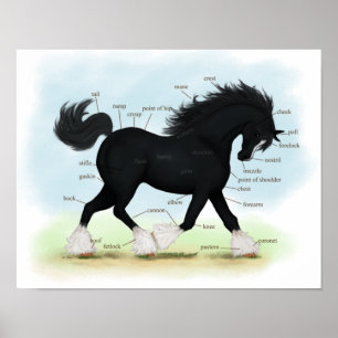 Black Shire Draft Horse Equine Anatomie Poster