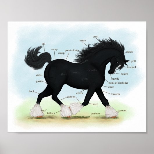 Black Shire Horse Educational Anatomical Chart Poster (Vorne)