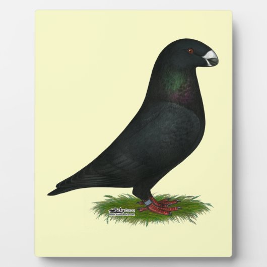 Black Show Racer Fotoplatte (Vorderseite)