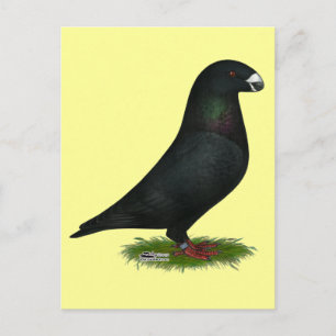 Black Show Racer Postkarte