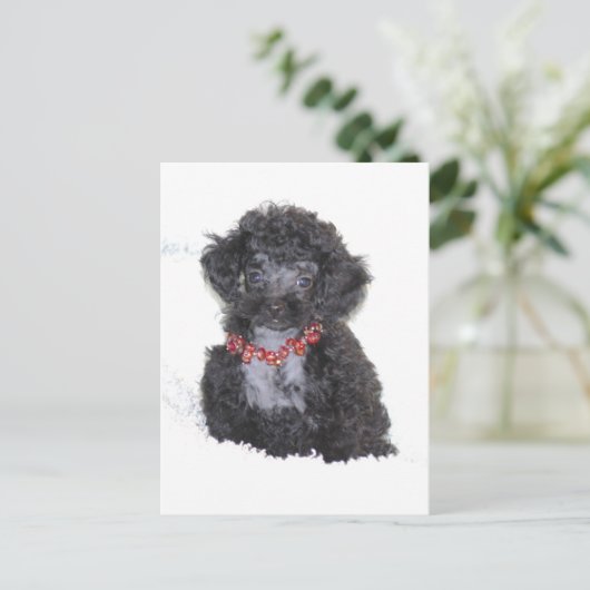 Black Silver Toy Poodle Puppy Postkarte (Stehend Vorderseite)