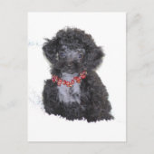 Black Silver Toy Poodle Puppy Postkarte (Vorderseite)